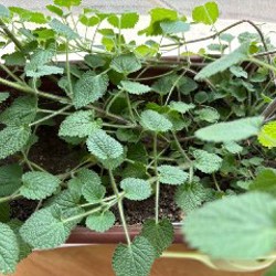 Фикус лирата - фото 9