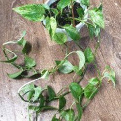 Бокалы - фото 2