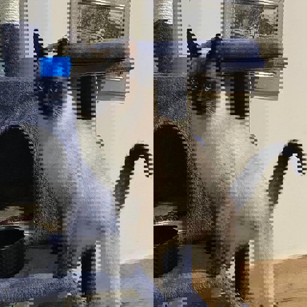 Пропавшая кошка