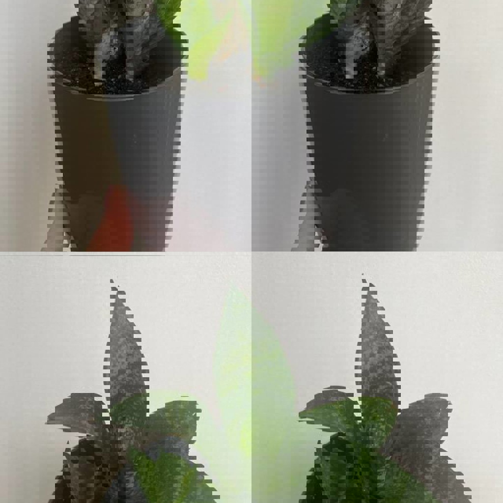 Сансевиерия