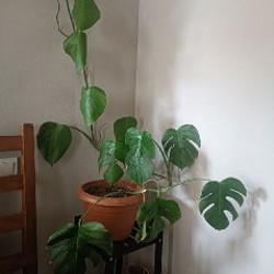 Монстера - фото 1