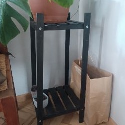 Монстера - фото 2