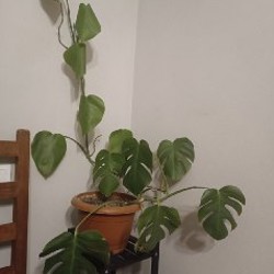 Монстера - фото 3