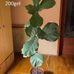 Эпипремнум золотистый - фото 2