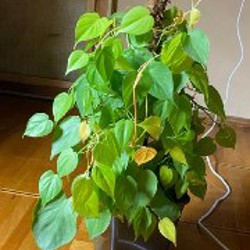 Эпипремнум золотистый - фото 3