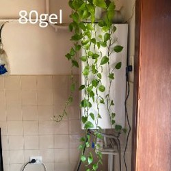 Эпипремнум золотистый - фото 6