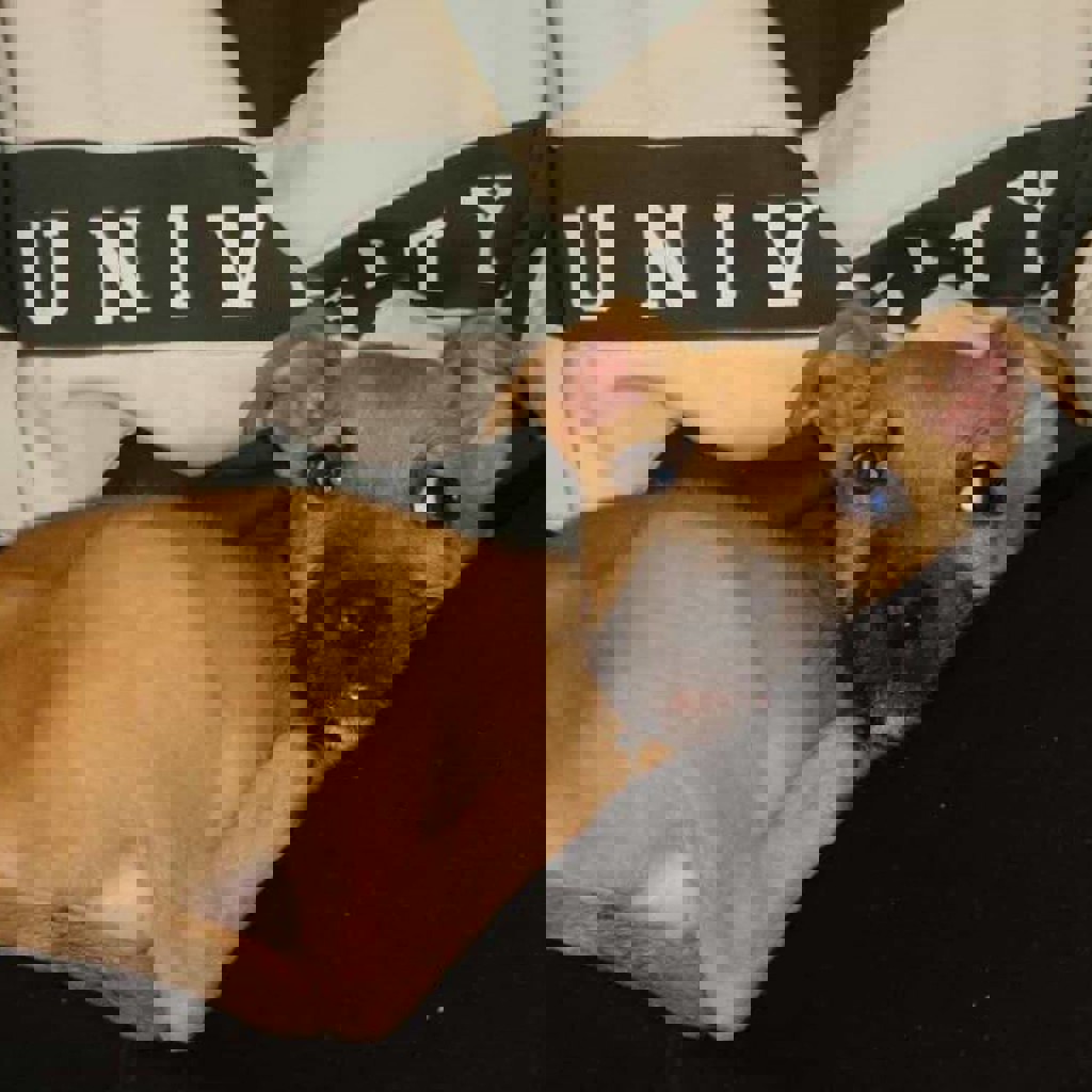 Щенок питбуля