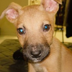 Щенок питбуля - фото 2