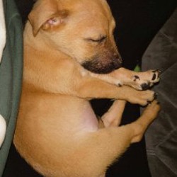 Щенок питбуля - фото 3