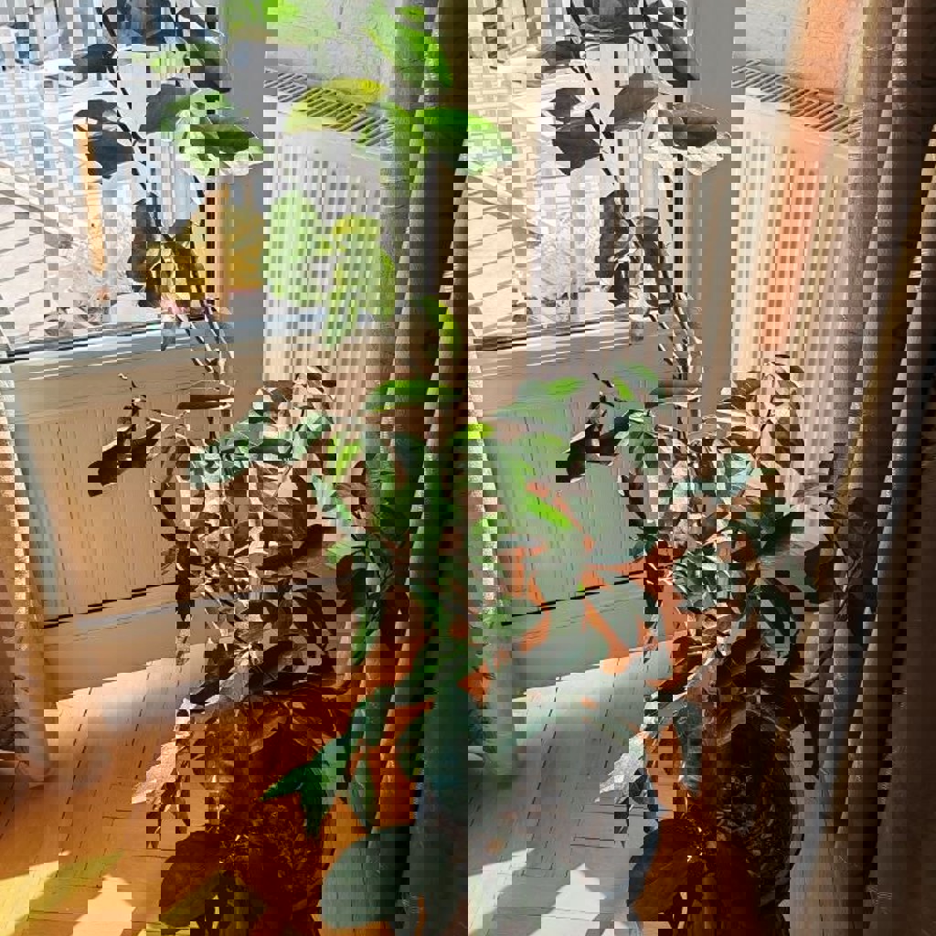 Растение лимон