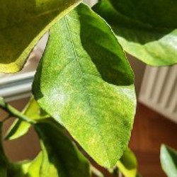 Растение лимон - фото 2