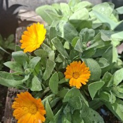 Календула - фото 1
