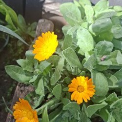 Календула - фото 2