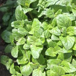 Календула - фото 3