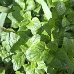 Календула - фото 4