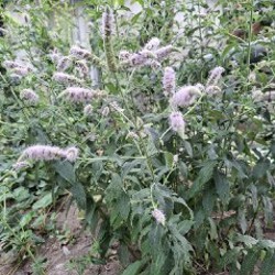 Календула - фото 5