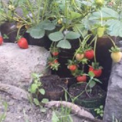 Календула - фото 7