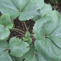 Календула - фото 8