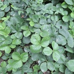 Календула - фото 9