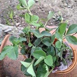 Календула - фото 10