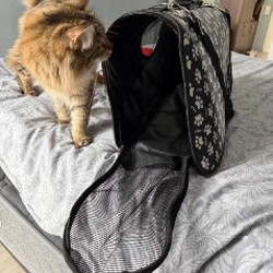 Переноска для кошки/маленькой собачки - фото 2