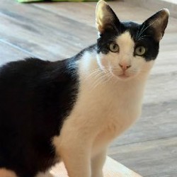 Тесла - фото 4