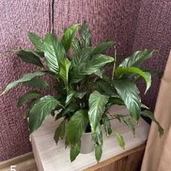 Рабочий стол - фото 5