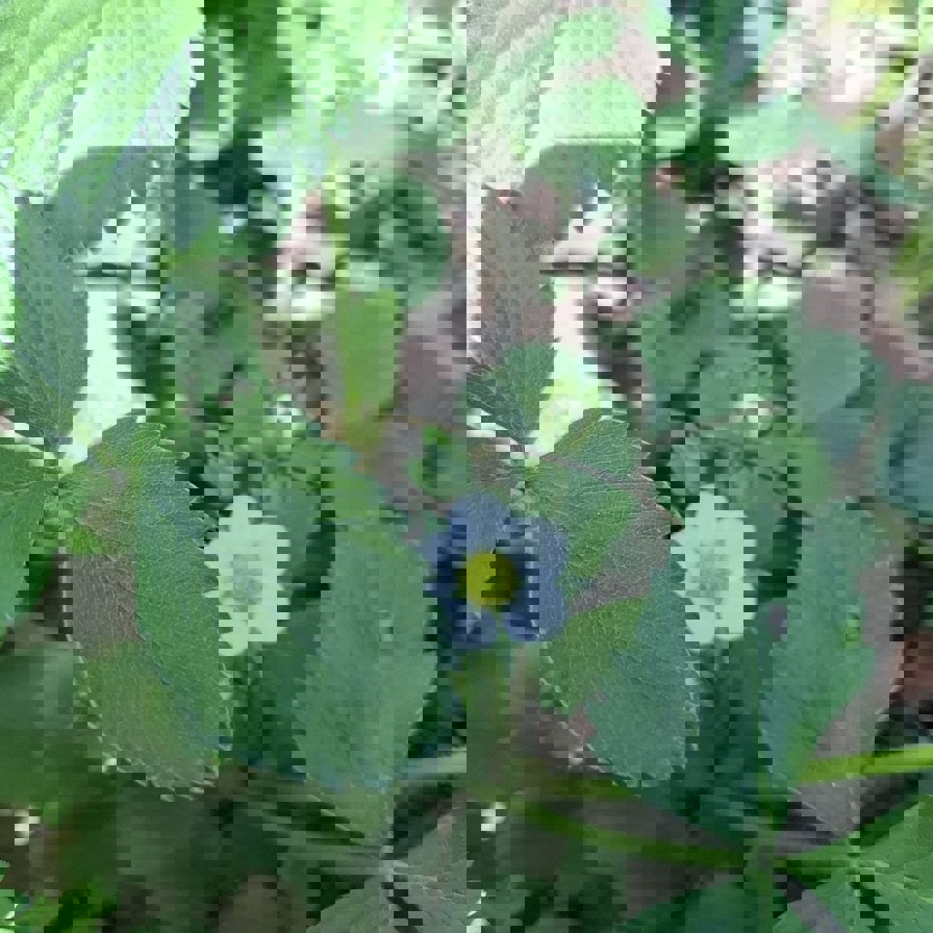 Росток клубники