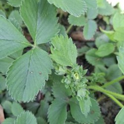 Росток клубники - фото 2