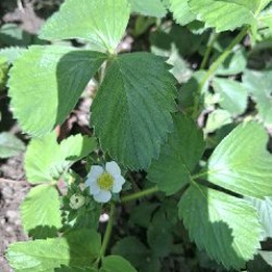 Росток клубники - фото 3