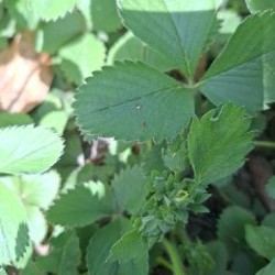 Росток клубники - фото 4