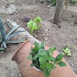 Росток клубники - фото 5