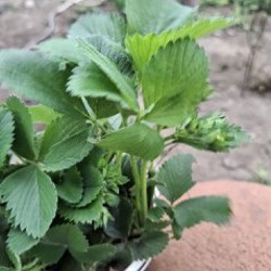 Росток клубники - фото 6