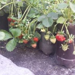 Росток клубники - фото 7