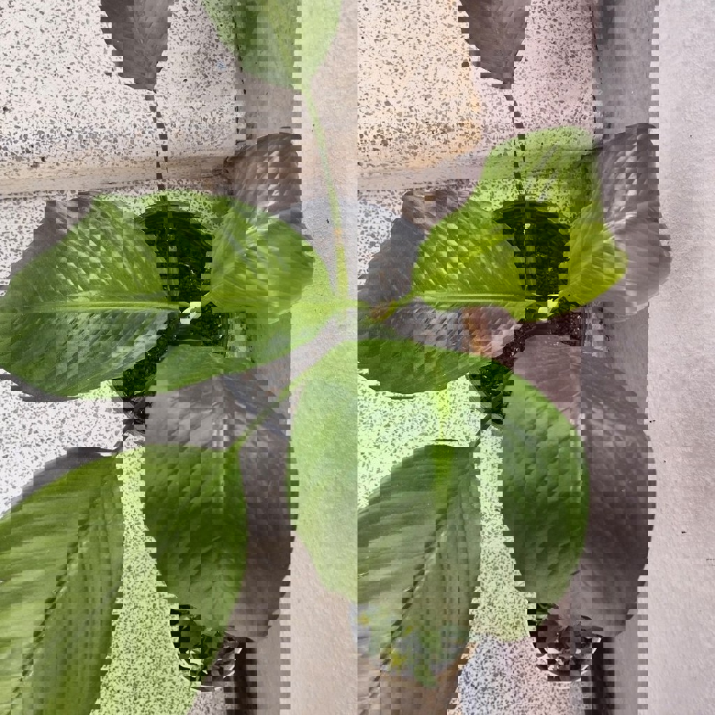 Спатифиллум