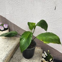 Спатифиллум - фото 2