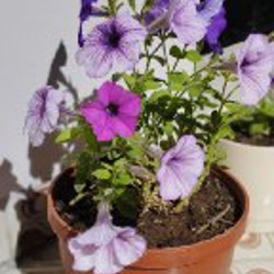 Спатифиллум - фото 3