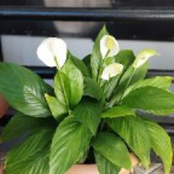 Спатифиллум - фото 4