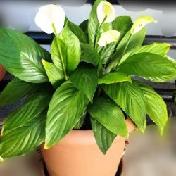 Спатифиллум - фото 5