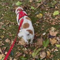 Ошейник на средних собак - фото 7