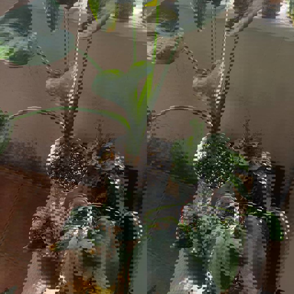 Филодендрон биллитае