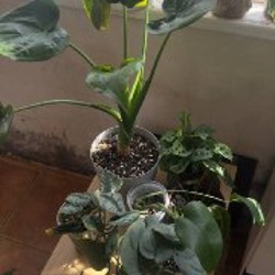 Филодендрон биллитае - фото 1