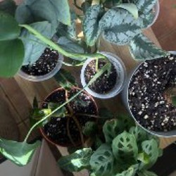 Филодендрон биллитае - фото 2