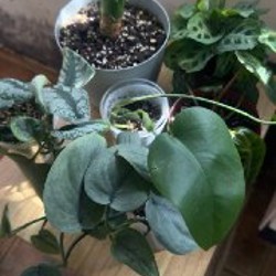 Филодендрон биллитае - фото 3