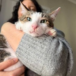 Кот Валли - фото 2