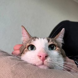 Кот Валли - фото 3