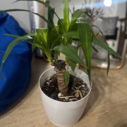 Гирлянда - фото 1