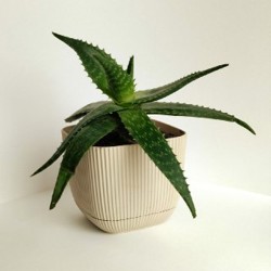 Шкаф-тумба из берёзовой фанеры - фото 7