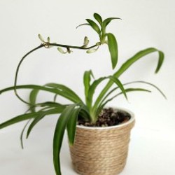 Шкаф-тумба из берёзовой фанеры - фото 8