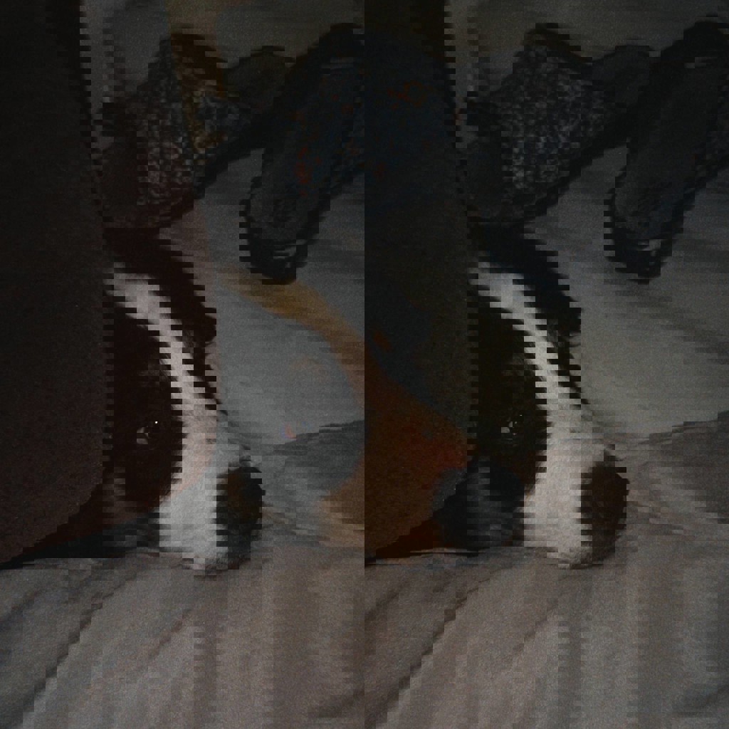 Щенок бордер колли